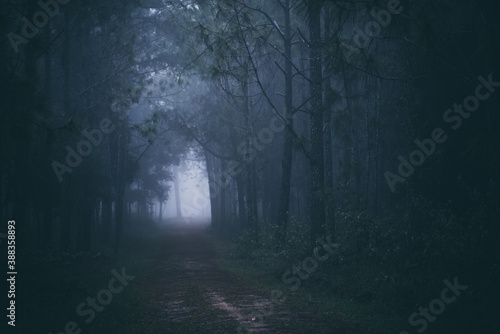 tropical pine evergreen forest with fog and mist, Phu Kradueng National Park, Thailand