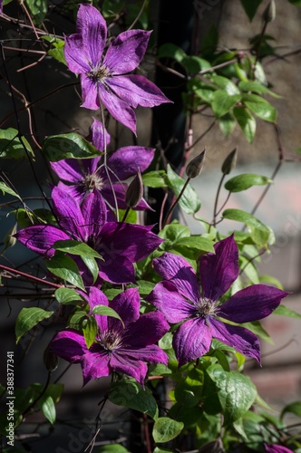 Lilac clematis Elegia