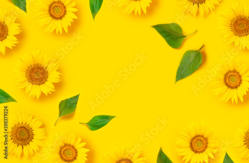 Flower pattern. Frame of beautiful fresh sunflower with green leaves on yellow background. Flat lay top view copy space. Autumn or summer Concept harvest time agriculture. Sunflower natural background