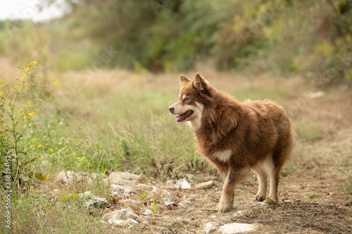 Lapponian herder standing