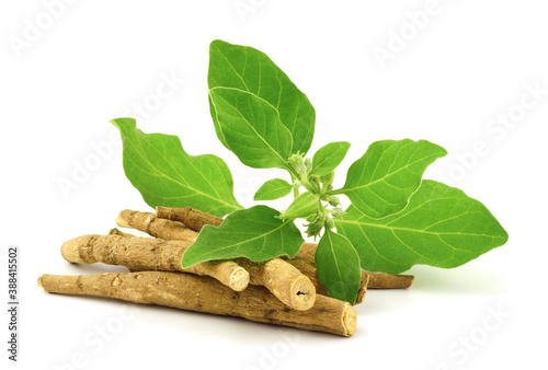 Ashwagandha Dry Root Medicinal Herb with Fresh Leaves, also known as Withania Somnifera, Ashwagandha, Indian Ginseng, Poison Gooseberry, or Winter Cherry. Isolated on White Background.