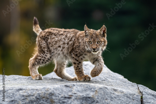 Lynx in green forest with tree trunk. Wildlife scene from nature. Playing Eurasian lynx, animal behaviour in habitat. Wild cat from Germany. Wild Bobcat between the trees