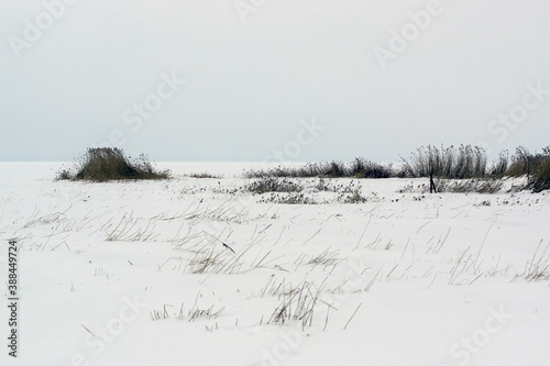 Kadr zimowa kompozycja ziemia pokryta śniegiem z przebijającymi spod niego trzcinami