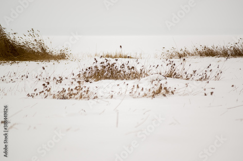 Kadr zimowa kompozycja ziemia pokryta śniegiem z przebijającymi spod niego trzcinami