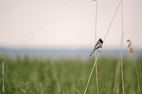 Mały szary ptaszek bujający się na smukłej trzcinie rosnącej na podmokłych terenach