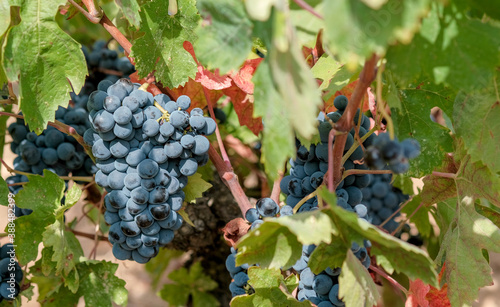 Close up of bunches of ripe blue wine grapes on vine on green and red leaves background. Grapevine with berries and leaves in autumn sunny day. Plantation of vines. Harvesting in Europe, Spain. 