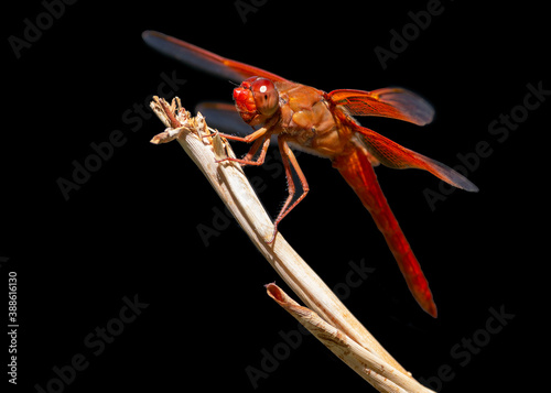 Flame Skimmer, Libellula saturata, dragonfly against a black background.