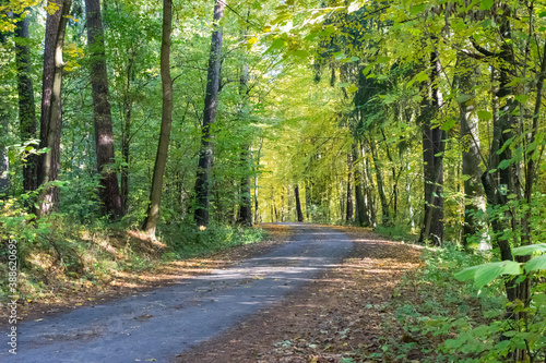 View of the road in the autumn forest