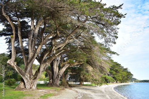 Huge conifer trees with massive trunks and branches growing along calm bay with flat sandy shore.