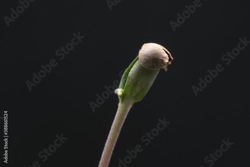 Cannabis seedling showing cotyledons and seed husk