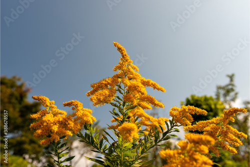 Full blooming of goldenrod in Japan