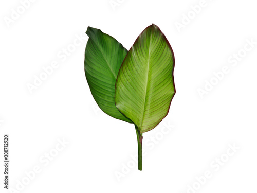 isolated of green canna lily leaves with clipping path on white background a closeup texture of cannaceae leaf with red stripe rim for garden decoration