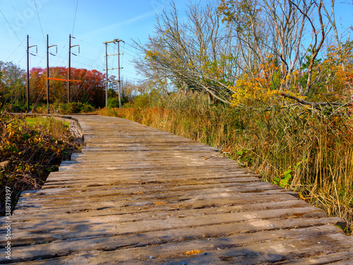 Boardwalk for electrical pole repair trucks over the swamp in the wood 