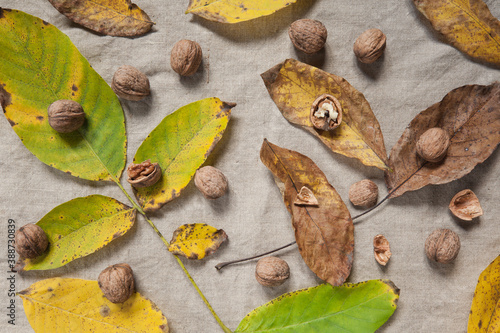 Juglans regia. Rozrzucone, na naturalnym lnianym materiale, pożółkłe i brązowe liście orzecha włoskiego wraz z jego owocami.