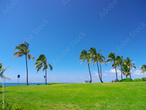 ハワイ、オアフ島、ノースショア アリイビーチパークの椰子の木