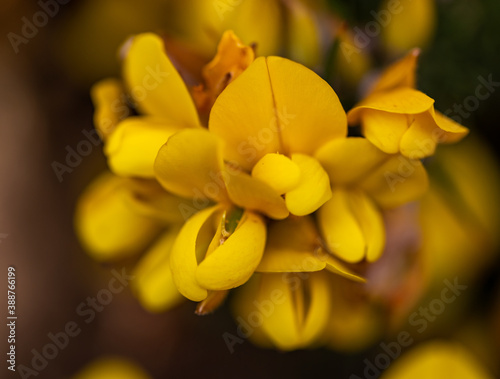 Whether you know it as Gorse, Furze or Whin, this must be our most remarkable native shrub. Throughout the year, the rich yellow peaflowers seem to light up the Irish landscape