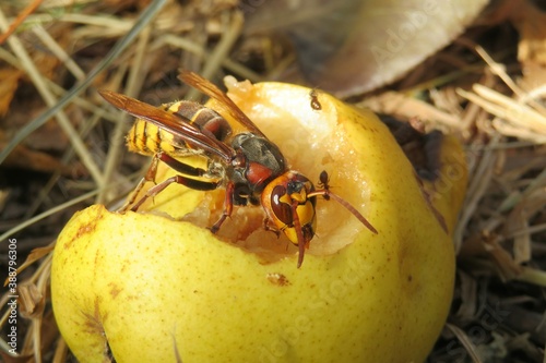 European hornet eating pear in fruit garden, closeup