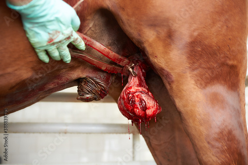 Veterinary surgeon castration a racehorse