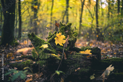 Żółty jesienny liść w lesie