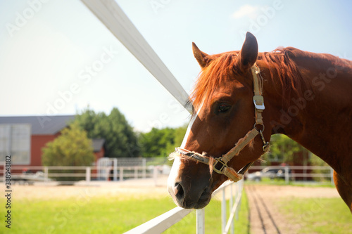 Chestnut horse in paddock on sunny day. Beautiful pet