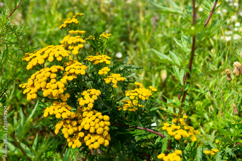 Bright flowerses helichrysum in field