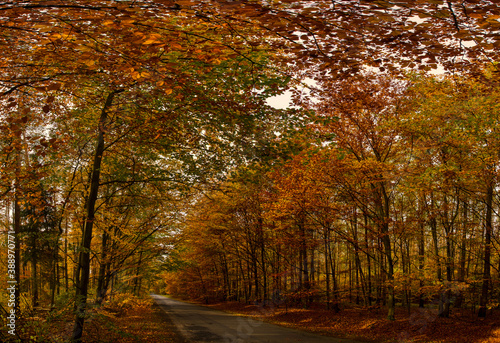 Puszcza Goleniowska, Gollnower Heide 