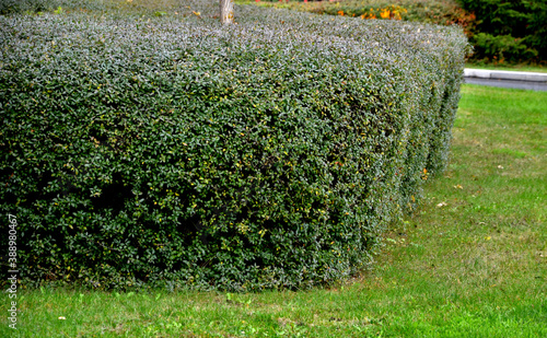 privet. creamy white fragrant flowers that are arranged in lats, Small black fruits are poisonous. is suitable for hedges up to two meters high. It tolerates the cut well. badly withstands harsh frost