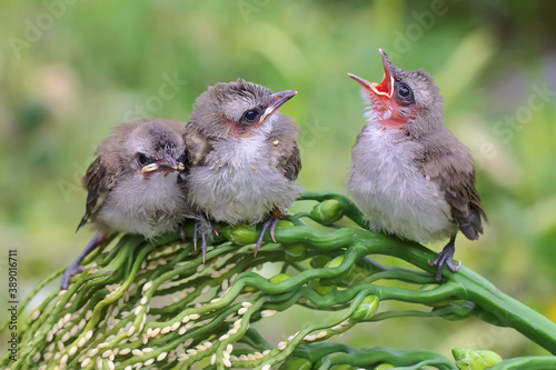 Three young yellow vented bulbul (Pycnonotus goiavier) who are just learning to fly are perched on a palm flower.