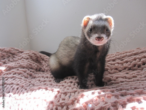 Ferrets