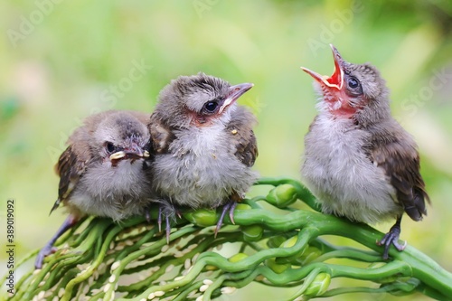 Three young yellow vented bulbul (Pycnonotus goiavier) who are just learning to fly are perched on a palm flower.