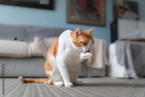 gato blanco y marron sentado en la alfombra se lame la pata