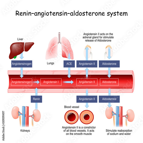 Renin–angiotensin–aldosterone system