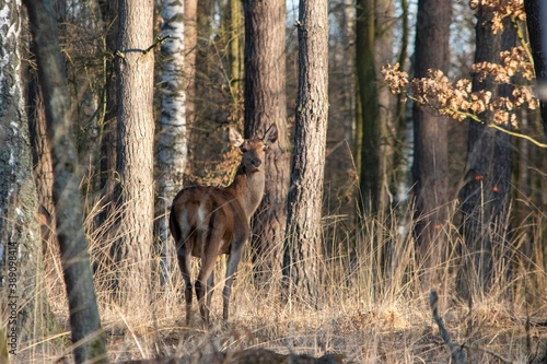 Łania stojąca w jesiennym lesie portretowo