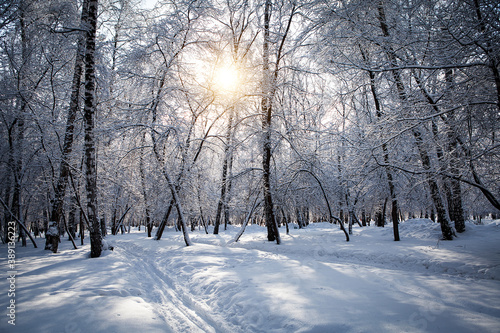 Winter Nature Landscape