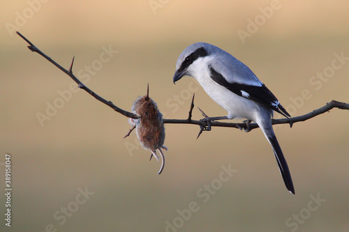 Great grey shrike. Bird with prey on tree. Lanius excubitor