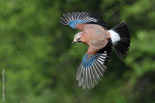 Eurasian jay. Bird. Garrulus glandarius