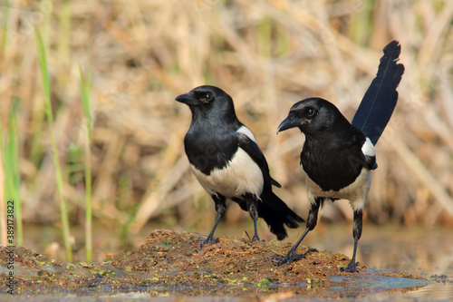 Eurasian magpie or common magpie. Bird. Pica pica