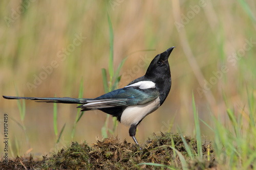 Eurasian magpie or common magpie. Bird. Pica pica