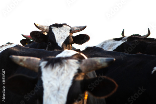 Herd of cattle. The head of one of the bulls is higher than the others. 