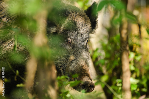 Wild boar - Sus Scrofa in woods