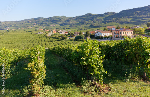 Vineyard Landscape in Soave, Italy