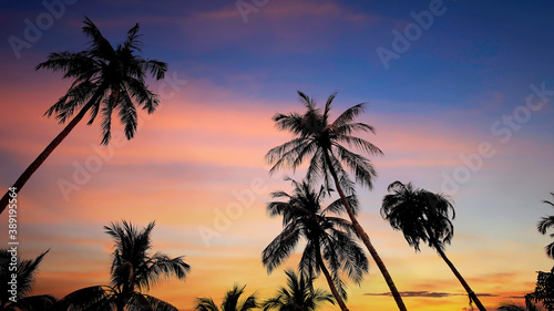 Silhouette of palm trees with sunset sky background,Summer mood