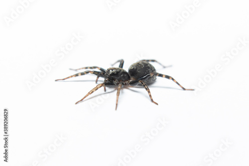 black Spider stock photo