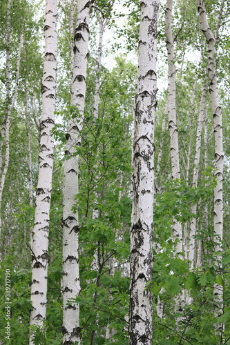 Young birch with black and white birch bark in summer in birch grove against the background of other birches