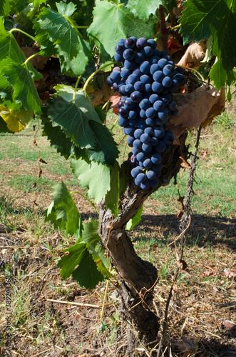 Sangiovese