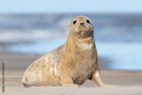Atlantic Grey Seal Pup (Halichoerus grypus) on a beach