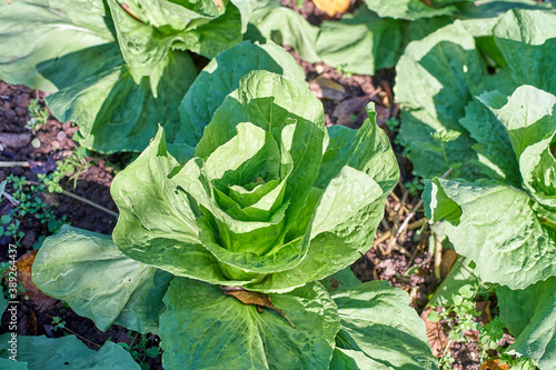 Sugar loaf grow in the vegetable bed; winter salad