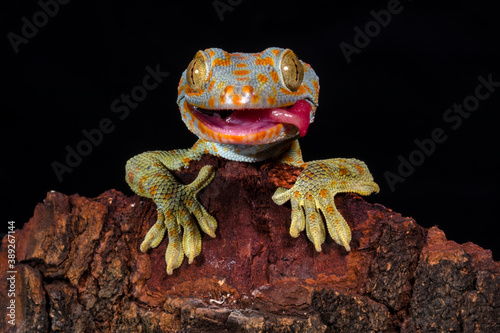 close up of tokay gecko