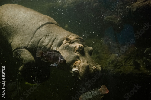 Duży hipopotam pływający w zbiorniku wodnym w otoczeniu ryb