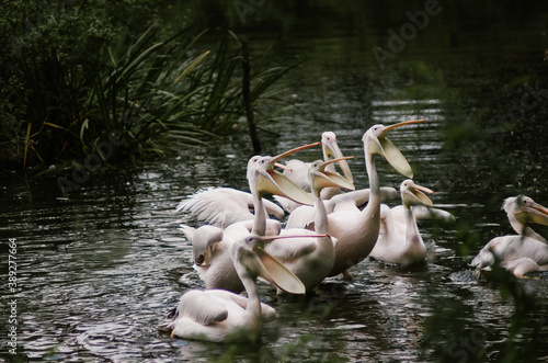 Stado pelikanów podczas karmienia w ogrodzie zoologicznym